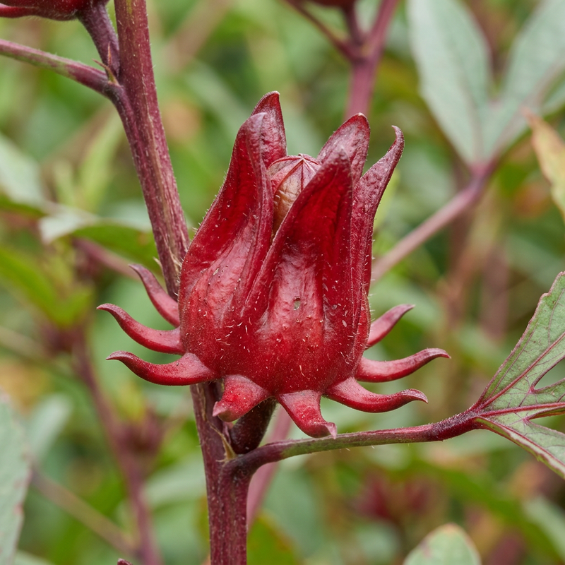 Roselle (Hibiscus sabdariffa), KI-Illustration