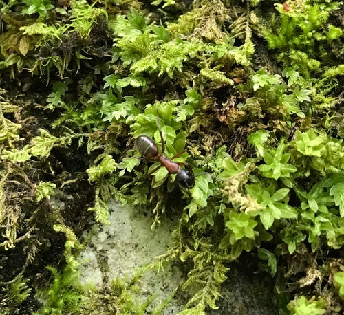 Braunschwarze Rossameise — Bild 5 von 11