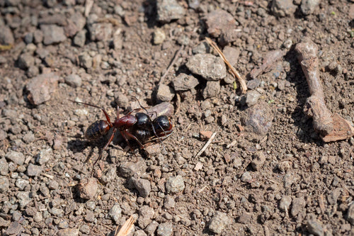 Braunschwarze Rossameise — Bild 4 von 11