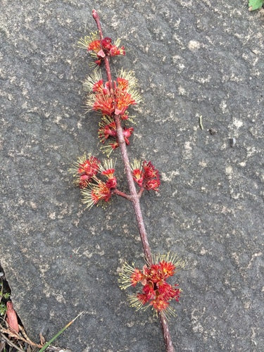 Rot-Ahorn — Bild 4 von 11
