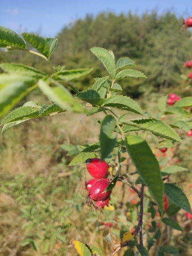 Rotblättrige Rose — Bild 3 von 9
