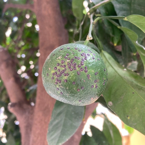 Rote Floridaschildlaus — Bild 5 von 5
