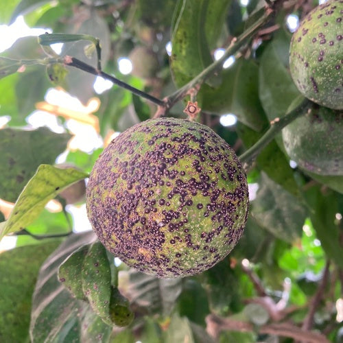 Rote Floridaschildlaus — Bild 3 von 5