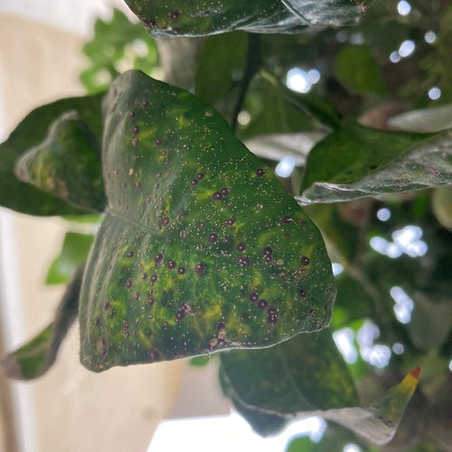 Rote Floridaschildlaus — Bild 2 von 5