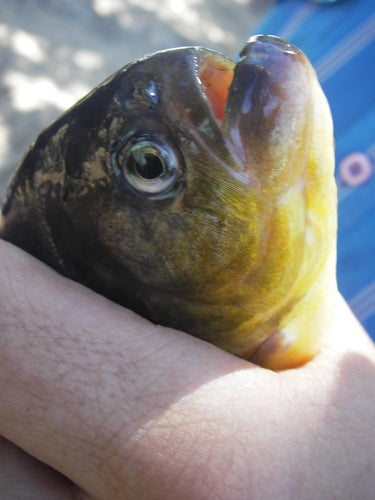Roter Piranha — Bild 5 von 12