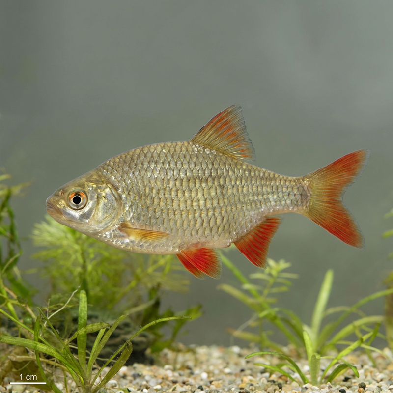 Rotfeder (Scardinius erythrophthalmus), KI-Illustration