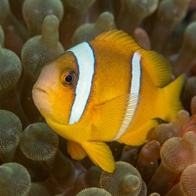 Rotmeer-Anemonenfisch (Amphiprion bicinctus), KI-Illustration