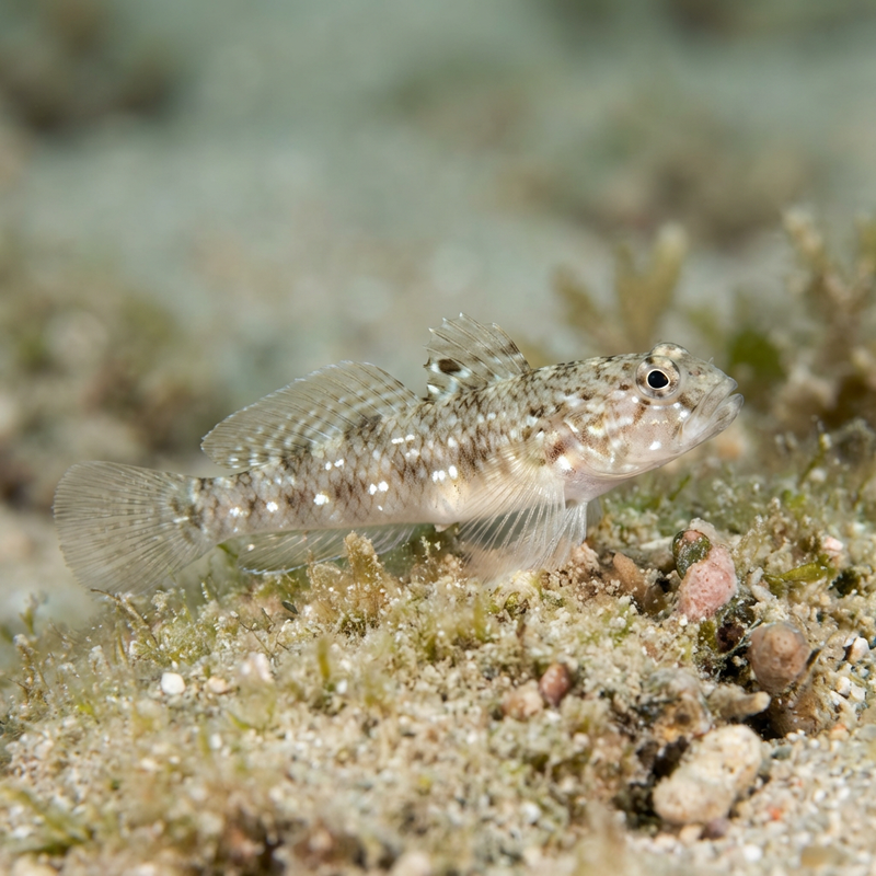 Rotmeer-Baggergrundel (Amblygobius albimaculatus), KI-Illustration