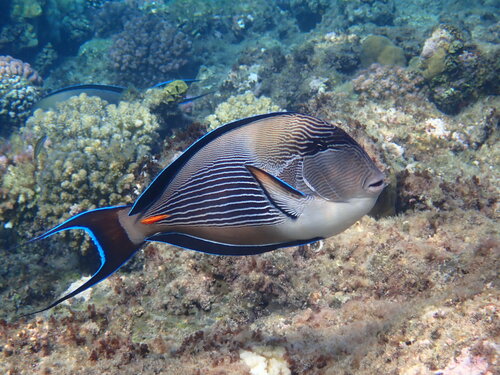 Rotmeer-Doktorfisch — Bild 5 von 12