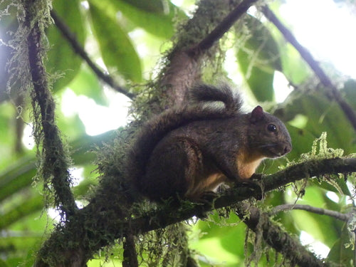 Rotschwanzhörnchen — Bild 5 von 8
