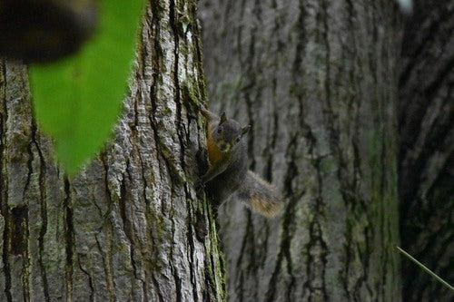 Rotschwanzhörnchen — Bild 1 von 8