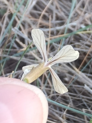 Rucola — Bild 5 von 12