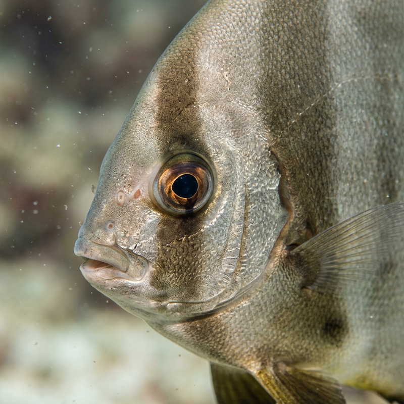 Runder Fledermausfisch (Platax orbicularis), KI-Illustration