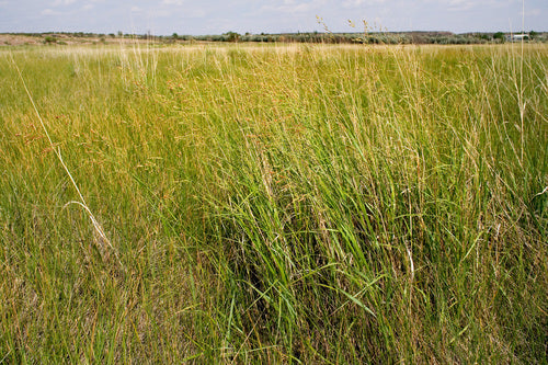 Rutenhirse — Bild 4 von 8
