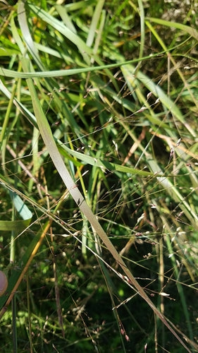 Rutenhirse — Bild 1 von 8