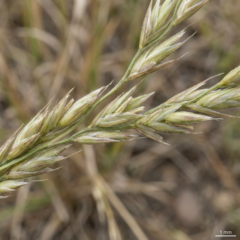 Rutenhirse (Panicum virgatum), KI-Illustration