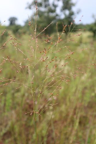Rutenhirse — Bild 3 von 8