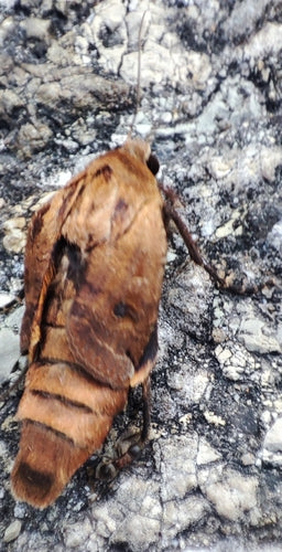 Saateule (Gattung Agrotis) — Bild 5 von 9