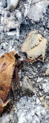 Saateule (Gattung Agrotis) — Bild 4 von 9