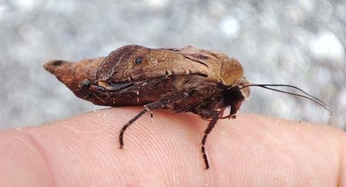 Saateule (Gattung Agrotis) — Bild 3 von 9