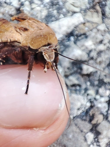 Saateule (Gattung Agrotis) — Bild 2 von 9