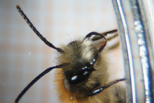 Sandbienen — Bild 5 von 11