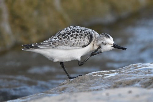 Sanderling — Bild 4 von 10