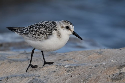 Sanderling — Bild 3 von 10