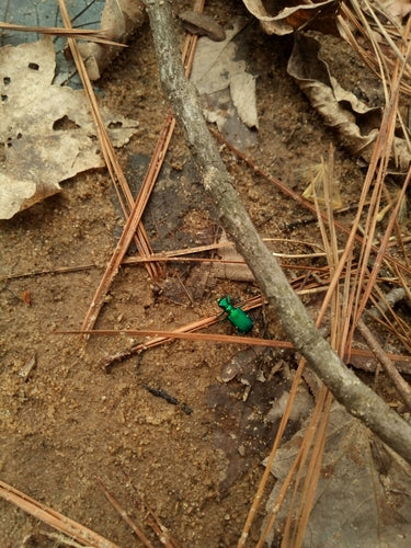 Sandlaufkäfer — Bild 4 von 10