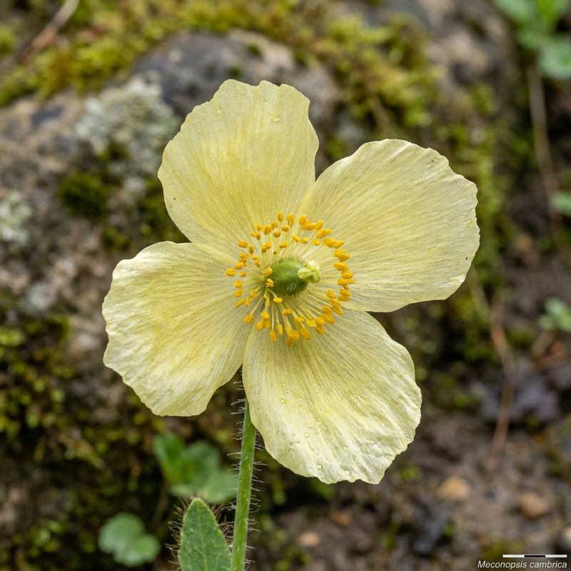 Scheinmohn (Meconopsis cambrica), KI-Illustration
