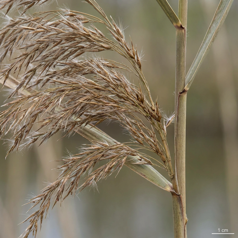 Schilfrohr (Phragmites australis), KI-Illustration
