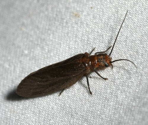 Schlammfliege — Bild 4 von 7