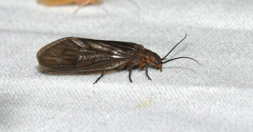 Schlammfliege — Bild 5 von 7