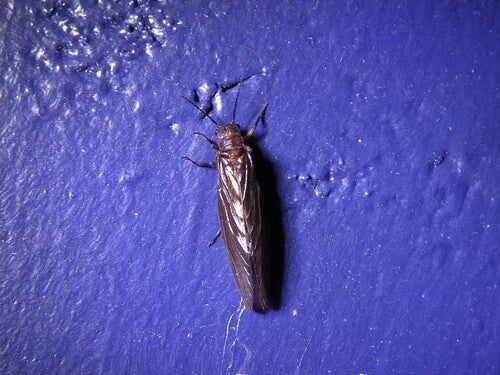 Schlammfliege — Bild 3 von 7