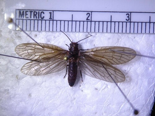 Schlammfliege — Bild 2 von 7