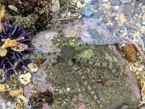 Schlupfwespe (Gattung Ophion) — Bild 5 von 12