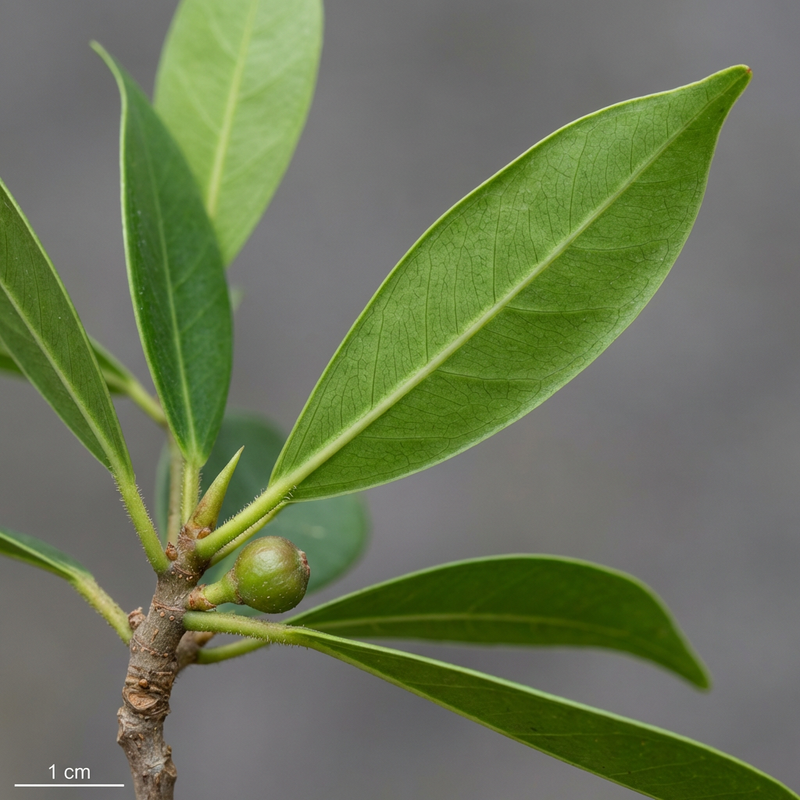 Schmalblättrige Feige (Ficus maclellandii), KI-Illustration