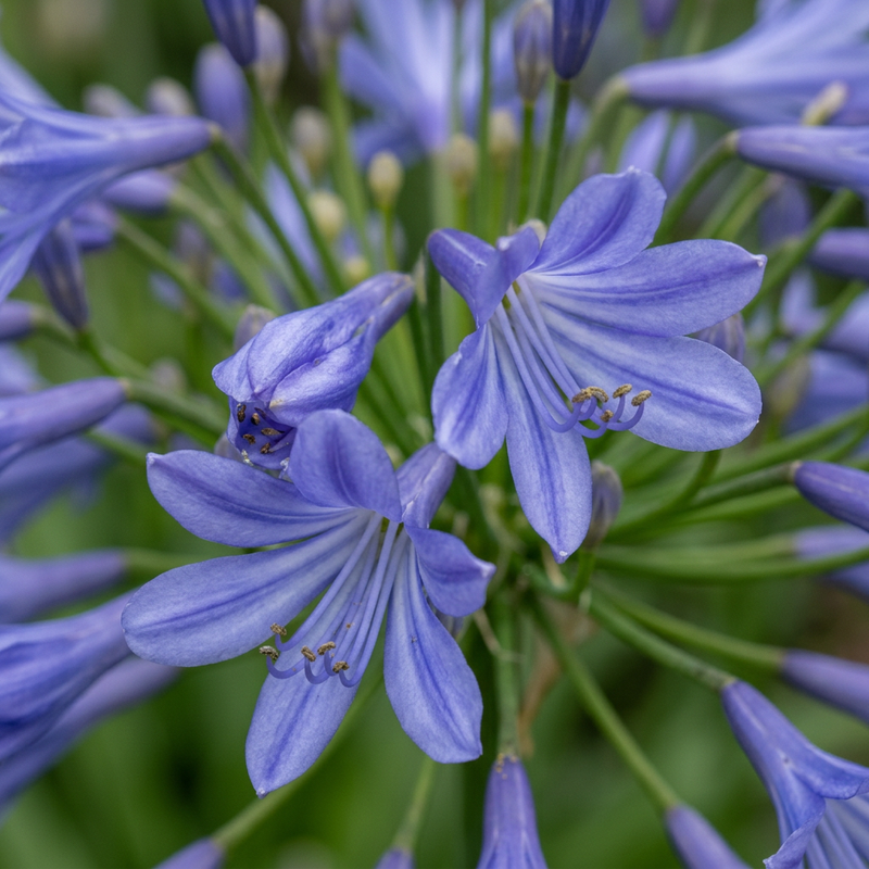 Schmucklilie (Agapanthus), KI-Illustration