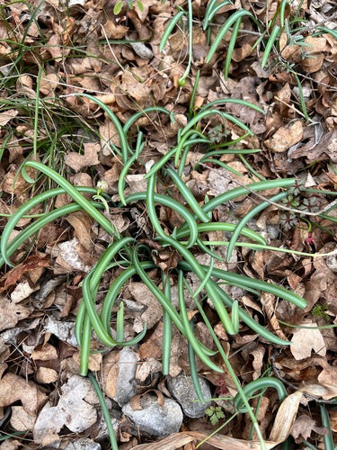 Schneegloeckchen — Bild 4 von 7