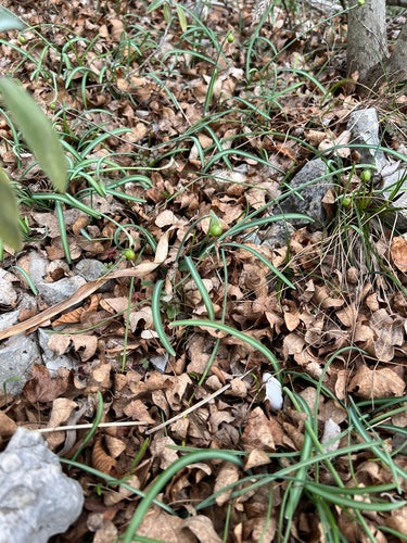 Schneegloeckchen — Bild 3 von 7