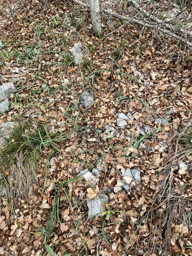 Schneegloeckchen — Bild 2 von 7