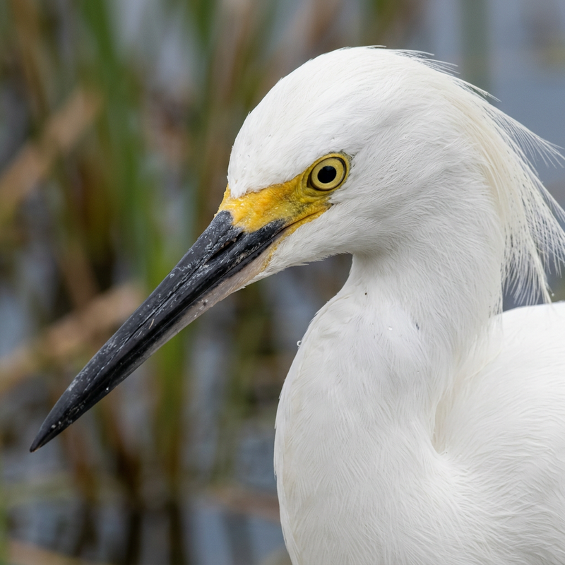 Schneereiher (Egretta thula), KI-Illustration
