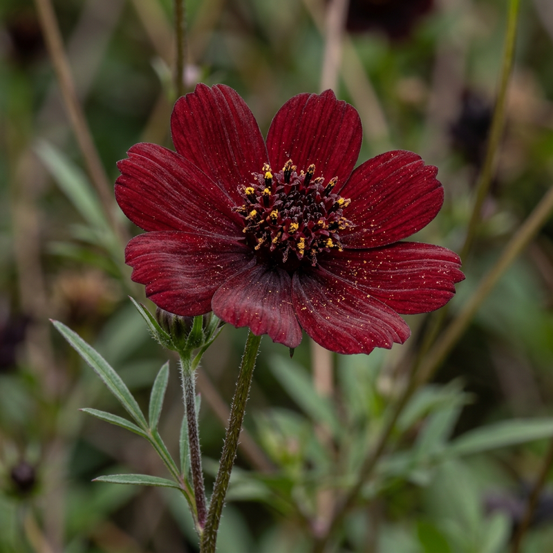 Schokoladen-Kosmee (Cosmos atrosanguineus), KI-Illustration