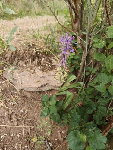 Schopf-Traubenhyazinthe — Bild 5 von 9