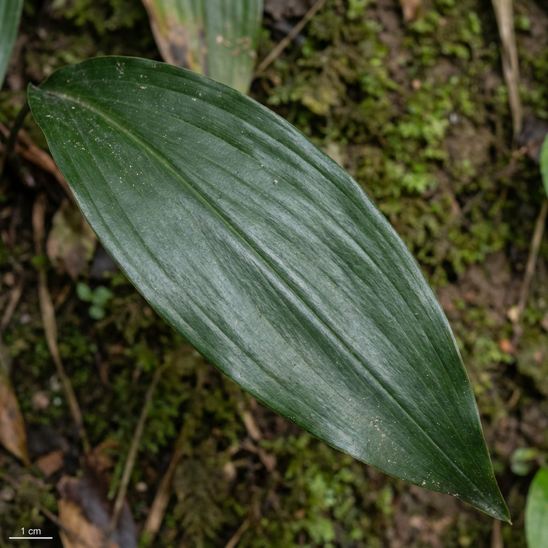 Schusterpalme (Aspidistra elatior), KI-Illustration