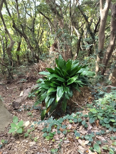 Schusterpalme — Bild 3 von 10