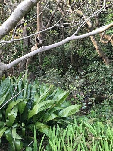 Schusterpalme — Bild 5 von 10