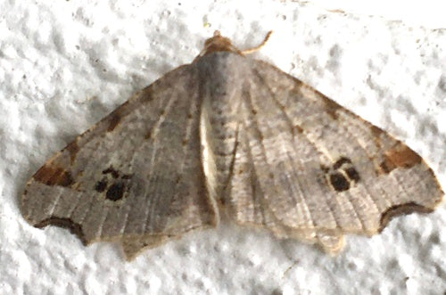 Schwärzepilze — Bild 4