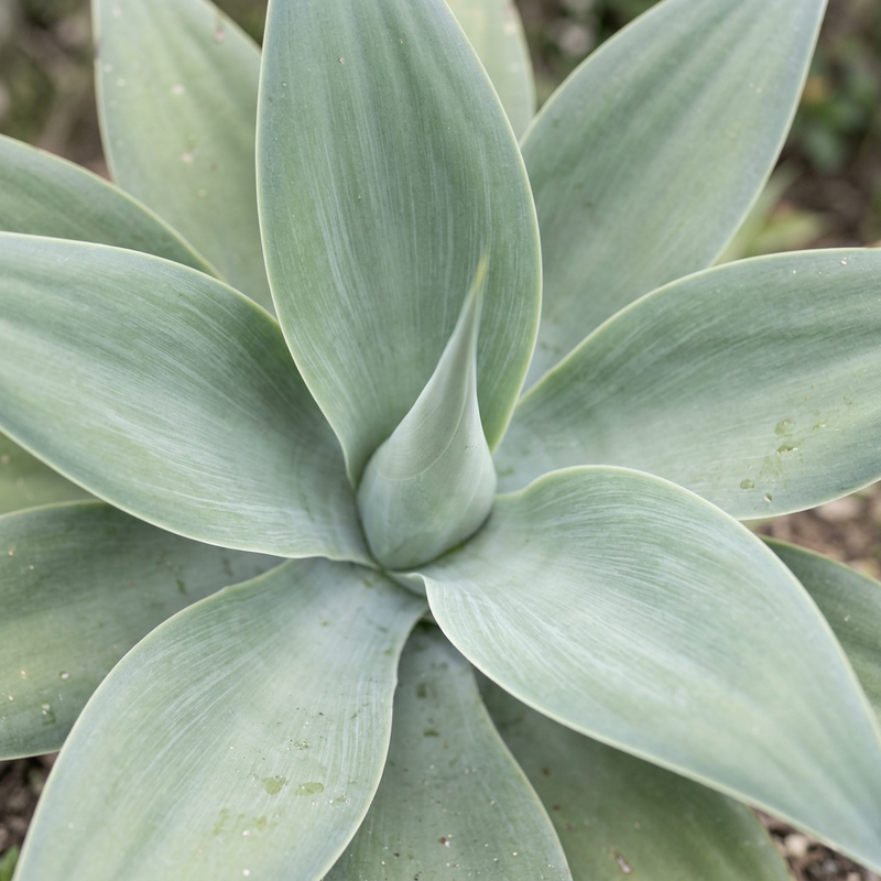Schwanenhals-Agave (Agave attenuata), KI-Illustration