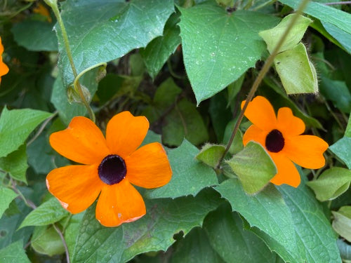 Schwarzaeugige Susanne — Bild 4 von 8
